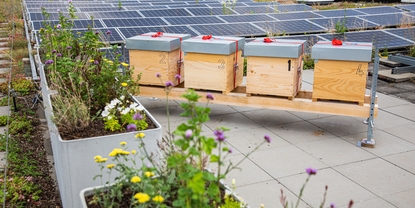 O telhado da Endress+Hauser Flow é o lar de várias colônias de abelhas da própria empresa