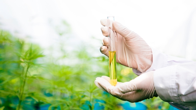 Óleo essencial de cannabis em um frasco de vidro